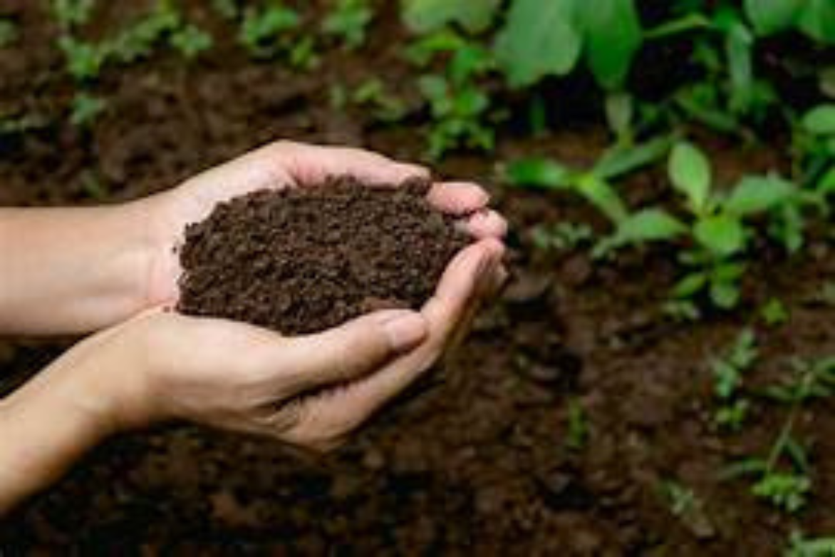 Healthy soil in farmer's hand